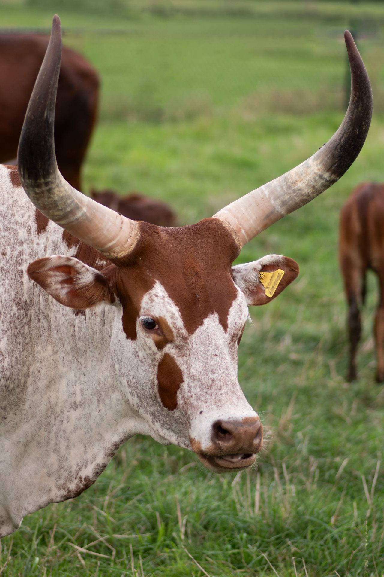 Photo of a brown and white dairy cow with long horns arching above its head